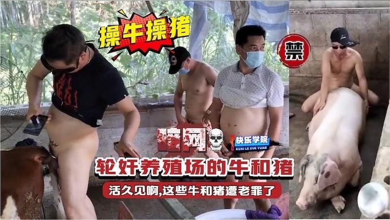 【操牛操猪】轮奸养殖场的牛和猪 活久见啊 这些牛和猪遭老罪了